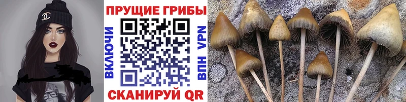 купить   mega рабочий сайт  Псилоцибиновые грибы Magic Shrooms  Усинск 